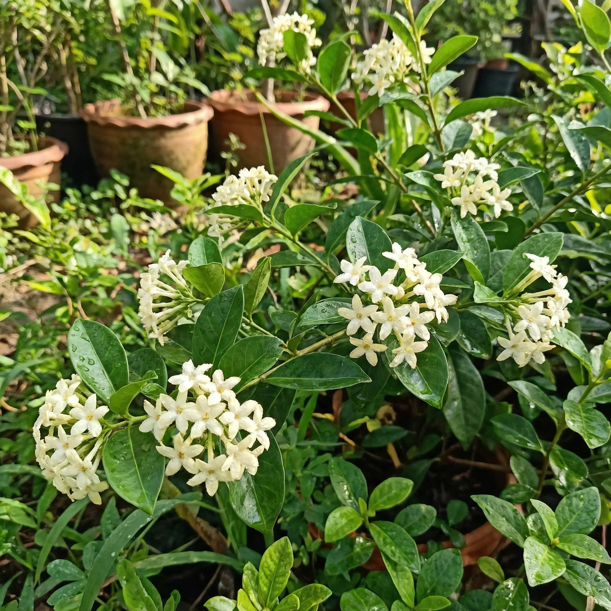 White Cryptolepis Flower seeds for Planting Hardy Variety, Heirloom & GMO Free Seeds for Home Garden seeds for planting