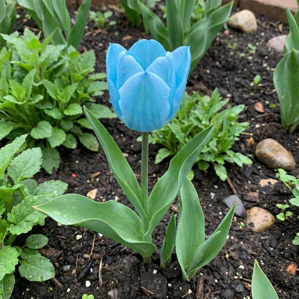 Tulip Flower Seeds Sky Blue Flower seeds for Planting Cut Flower Favorite, Heirloom & GMO Free Seeds for Home Garden seeds for planting