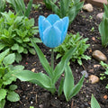 Tulip Flower Seeds Sky Blue Flower seeds for Planting Cut Flower Favorite, Heirloom & GMO Free Seeds for Home Garden seeds for planting