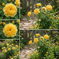 Rose Flower Plant Seeds Yellow Planting