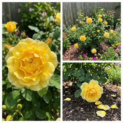 Rose Flower Plant Seeds Yellow Planting