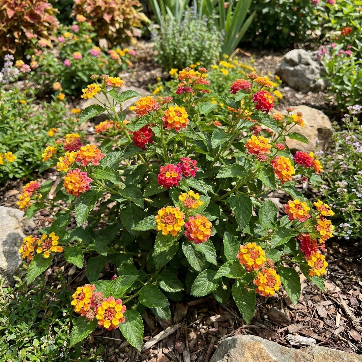 Lantana Mix Flower seeds for Planting - Easy to Grow, Heirloom & GMO Free Seeds for Home Garden