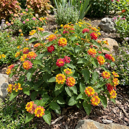 Lantana Mix Flower seeds for Planting - Easy to Grow, Heirloom & GMO Free Seeds for Home Garden