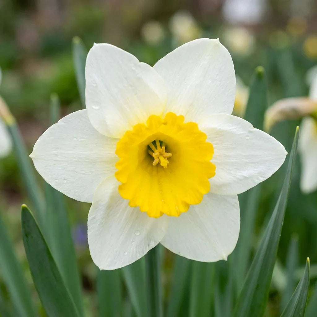 Narcissus Flower seeds for Planting Wildflower Mix Heirloom & GMO Free Seeds for Home Garden