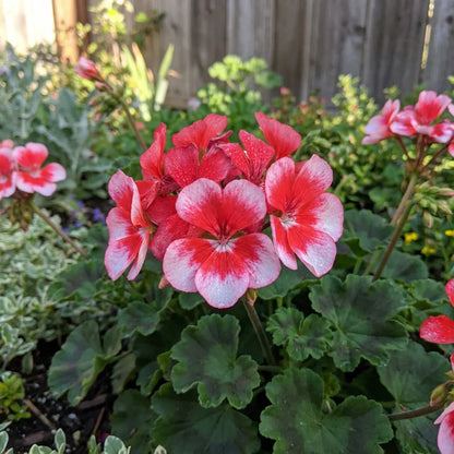 Planting Geranium Seeds in Maroon Red & White for a Lively Garden
