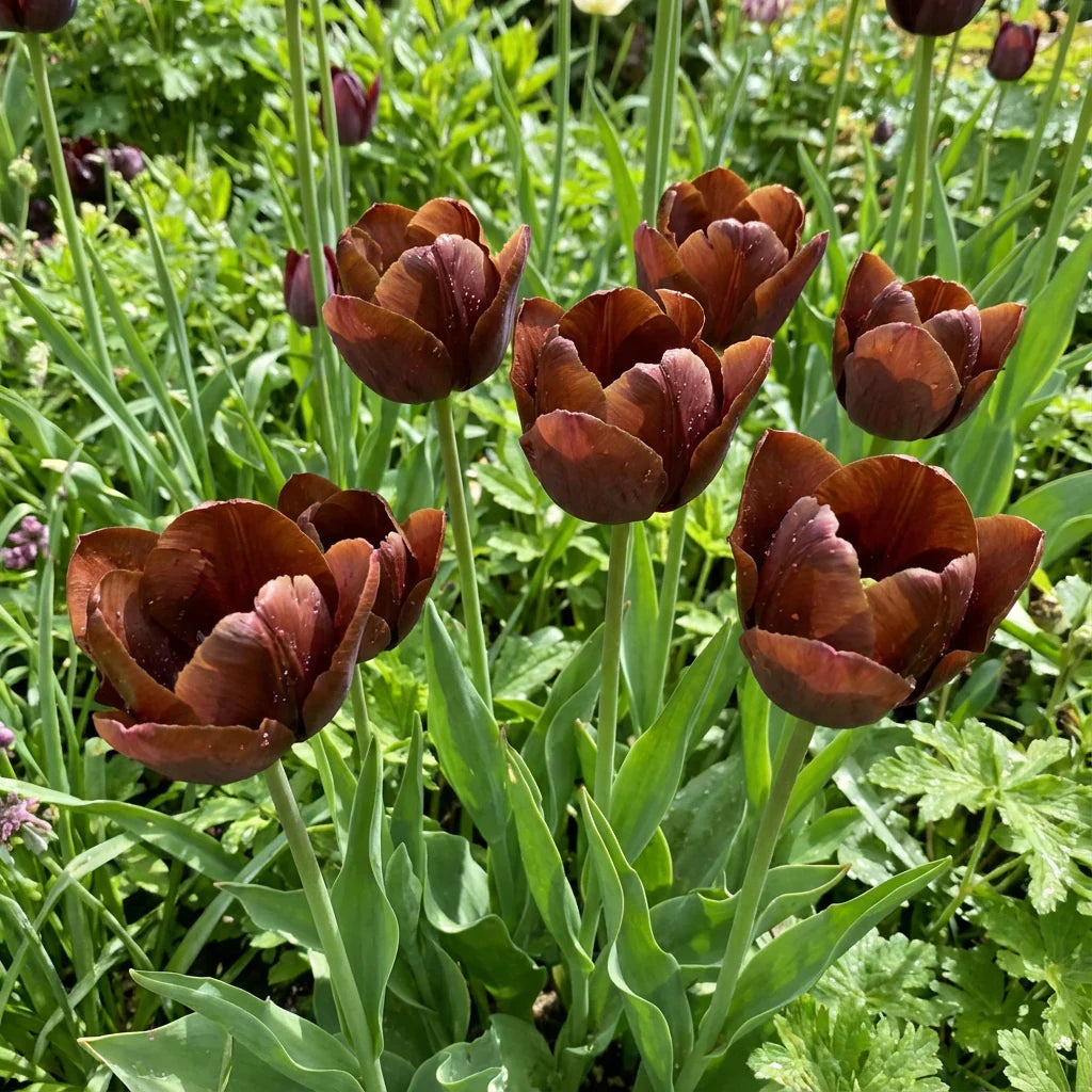 Brown Tulip Flower Seeds for Planting - Beautiful Spring Blooms