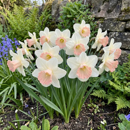 Baby Pink & White Daffodil Flower Seeds for Planting