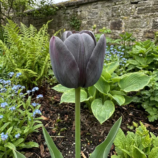 Dark Gray Tulip Flower Seeds for Easy Planting