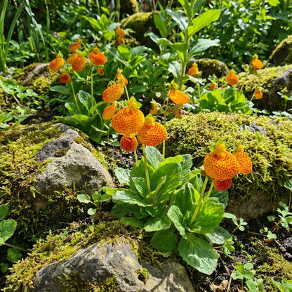 Calceolaria Uniflora Flower seeds for Planting - Cut Flower Favorite, Heirloom & GMO Free Seeds for Home Garden