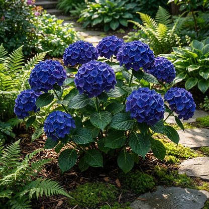 Plant Maidenhair Flower Seeds for Lush Navy Blue Greenery