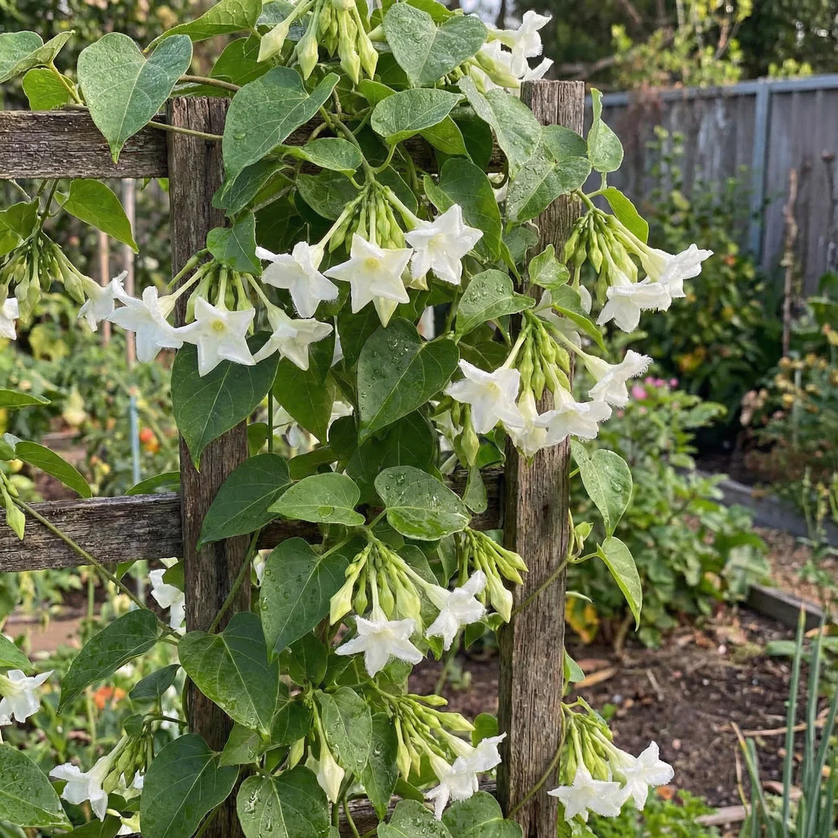 Loroco Flower seeds for Planting - Shade Tolerant, Heirloom & GMO Free Seeds for Home Garden