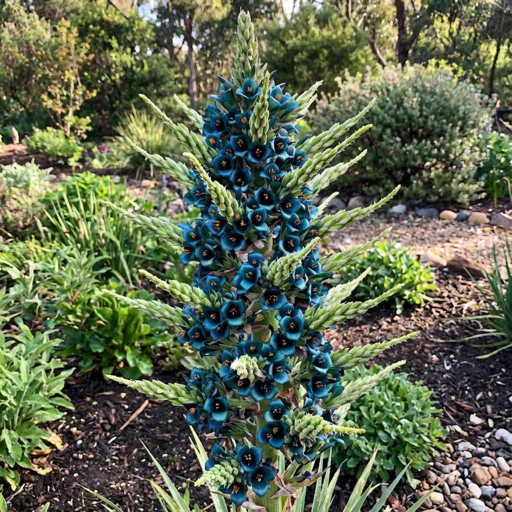Blue Puya Venusta Flower seeds for Planting Pollinator Friendly, Heirloom & GMO Free Seeds for Home Garden vegetable and garden seeds