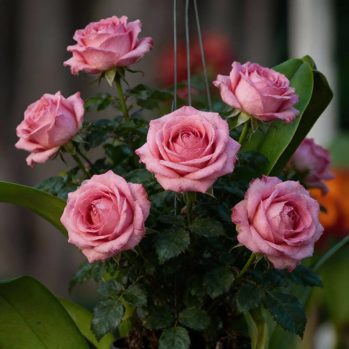 Death Rose Pink Flower seeds for Planting - Cottage Garden Essential, Heirloom & GMO Free Seeds for Home Garden