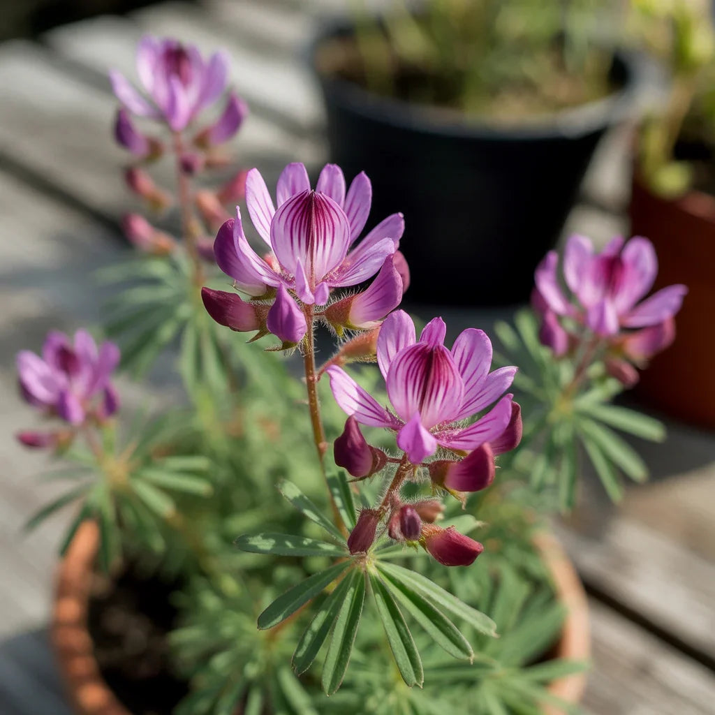 Purple Astragalus Flower seeds for Planting Drought Tolerant, Heirloom & GMO Free Seeds for Home Garden seeds for planting