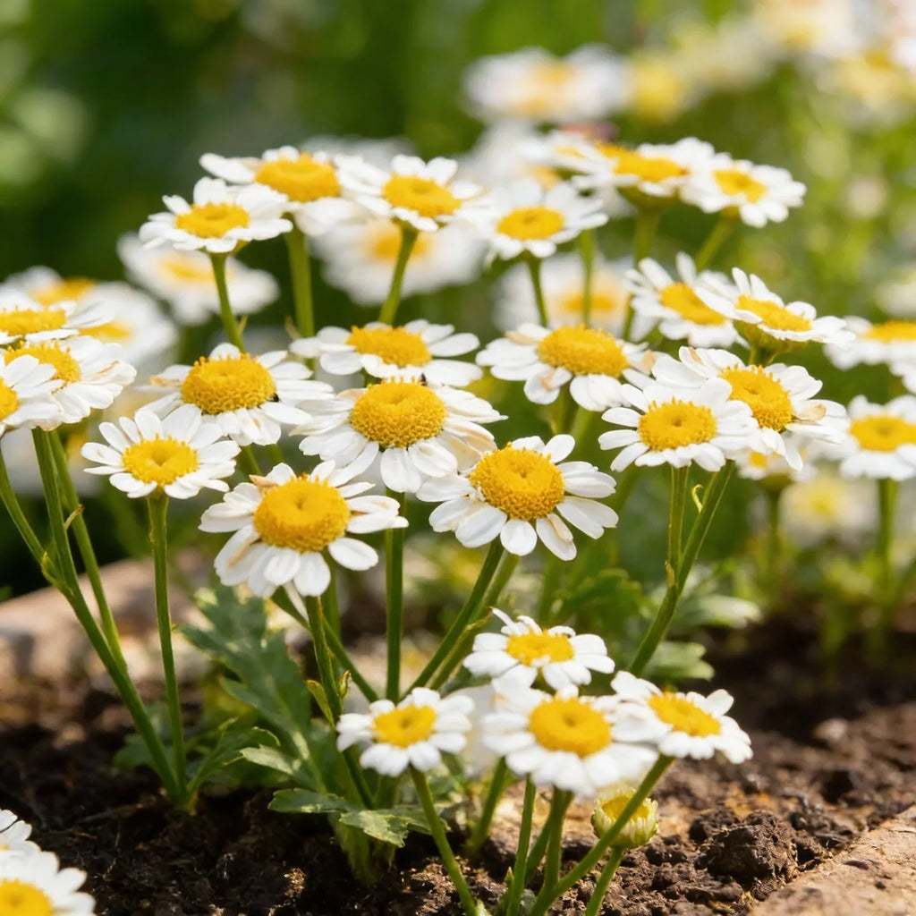 Premium White German Fragrant Flower seeds for Planting Seasonal Bloomer, Heirloom & GMO Free Seeds for Home Garden seeds