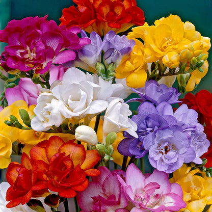 Freesia Flower seeds for Planting Pollinator Friendly Heirloom & GMO Free Seeds for Home Garden