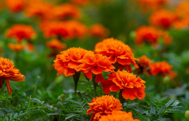Premium Orange Carnation Flower seeds for Planting Hardy Variety, Heirloom & GMO Free Seeds for Home Garden seeds