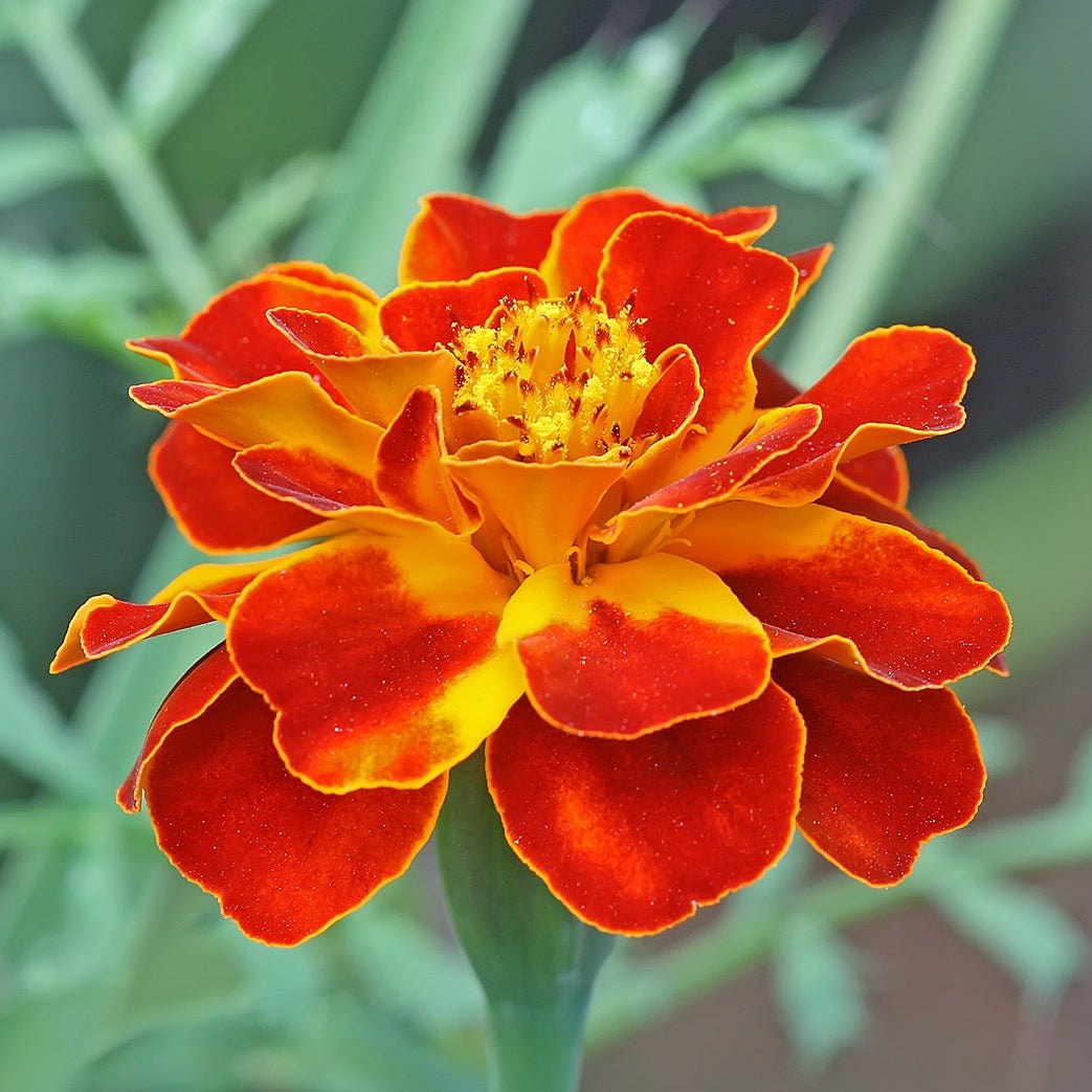 Multi Colored Marigold Flower seeds for Planting Drought Tolerant, Heirloom & GMO Free Seeds for Home Garden vegetable and garden seeds
