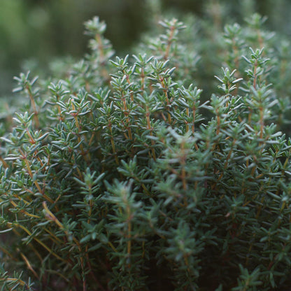 French Thyme seeds Thymus vulgaris hardy pollinator groundcover