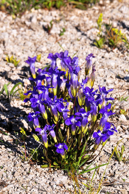 Packet of Fringed Gentian blue-purple flower seeds