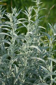 Close-Up of Fringed Sagebrush Silvery Leaves