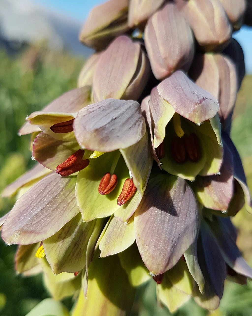 High quality Green Fritillaria Flower seeds for Planting Premium Quality, Heirloom & GMO Free Seeds for Home Garden seeds pack