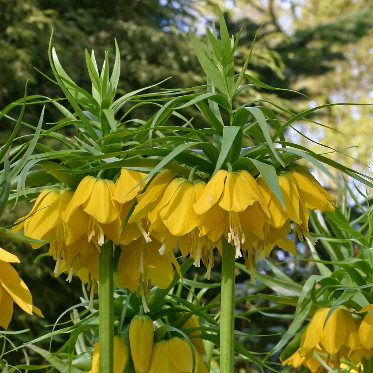 Yellow Imperial Crown Fritillaria Flower seeds for Planting - Premium Quality, Heirloom & GMO Free Seeds for Home Garden