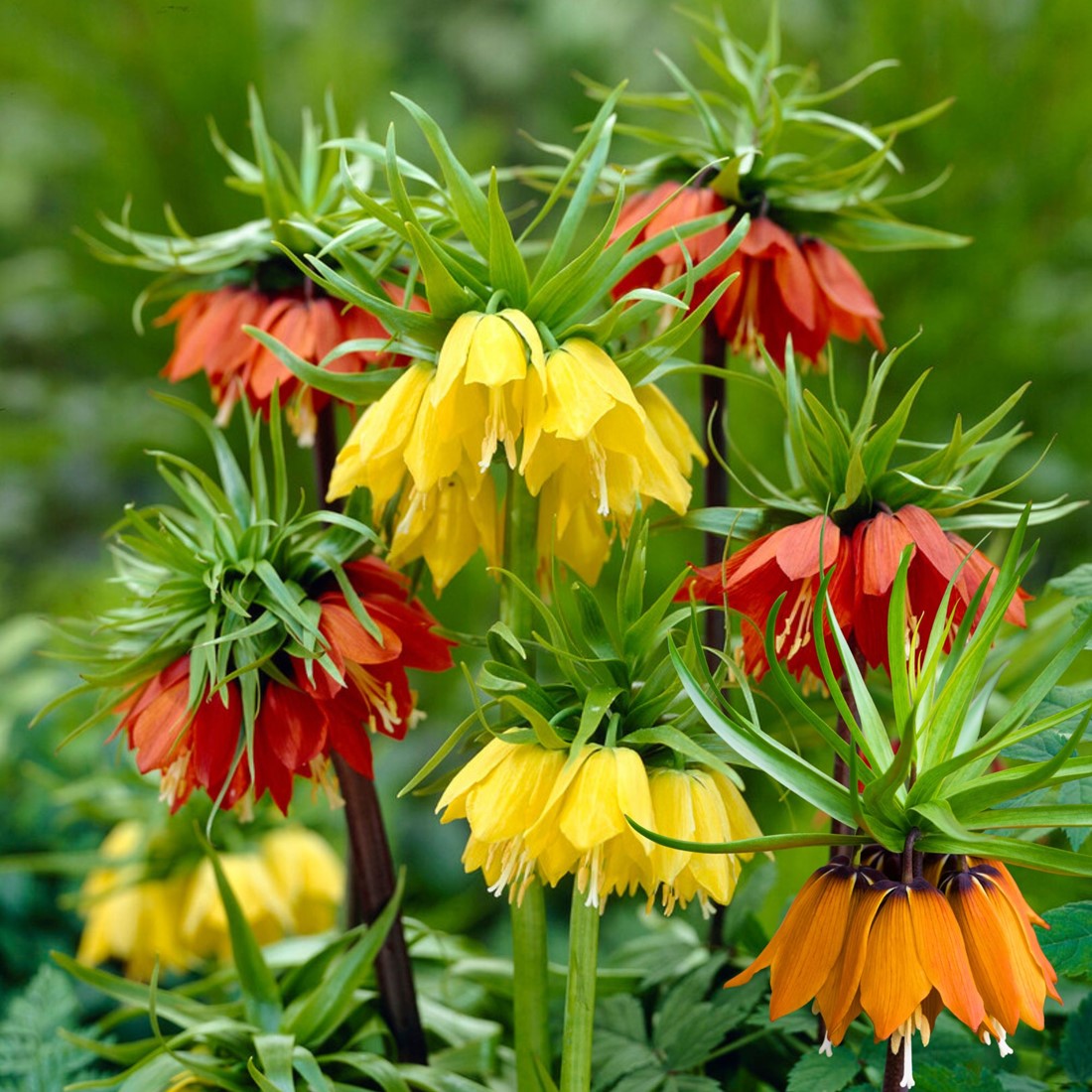 High quality Imperialis Flower seeds for Planting Shade Tolerant, Heirloom & GMO Free Seeds for Home Garden seeds pack