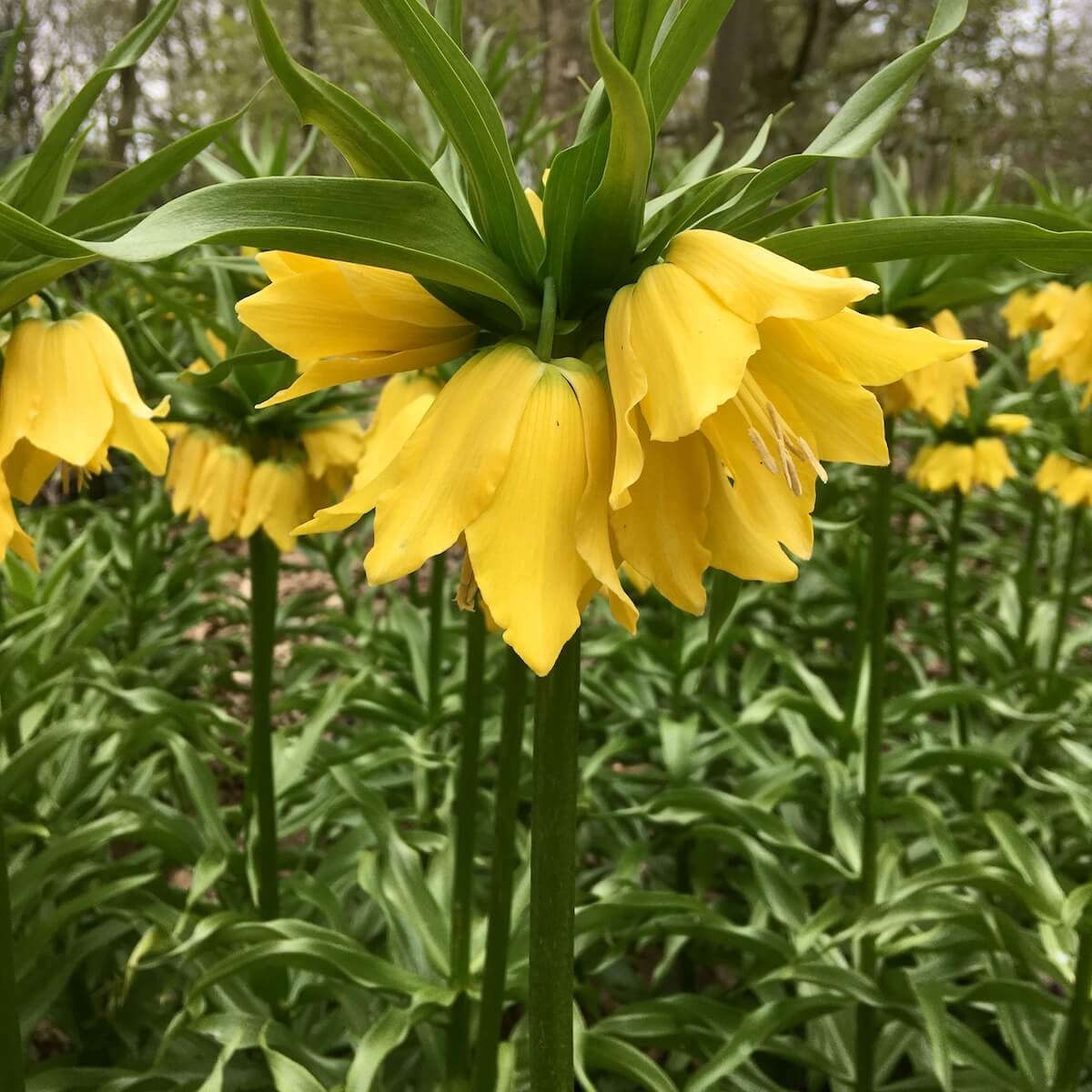 Yellow Imperial Crown Fritillaria Flower seeds for Planting - Premium Quality, Heirloom & GMO Free Seeds for Home Garden