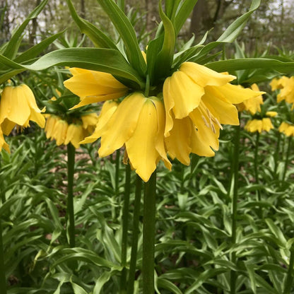 Yellow Imperial Crown Fritillaria Flower seeds for Planting - Premium Quality, Heirloom & GMO Free Seeds for Home Garden