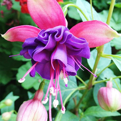 Fuchsia Flower Seeds for Planting