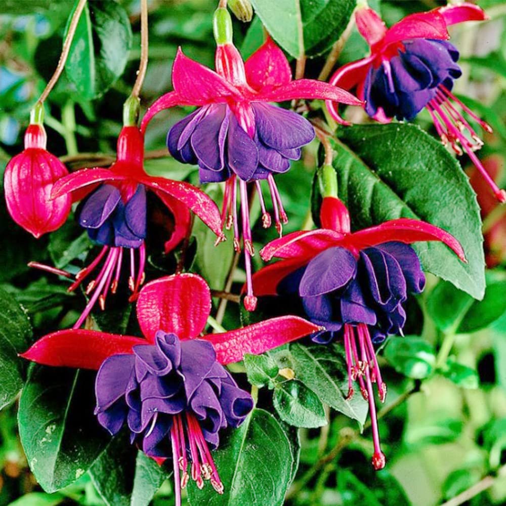 Fuchsia Flower Seeds for Planting