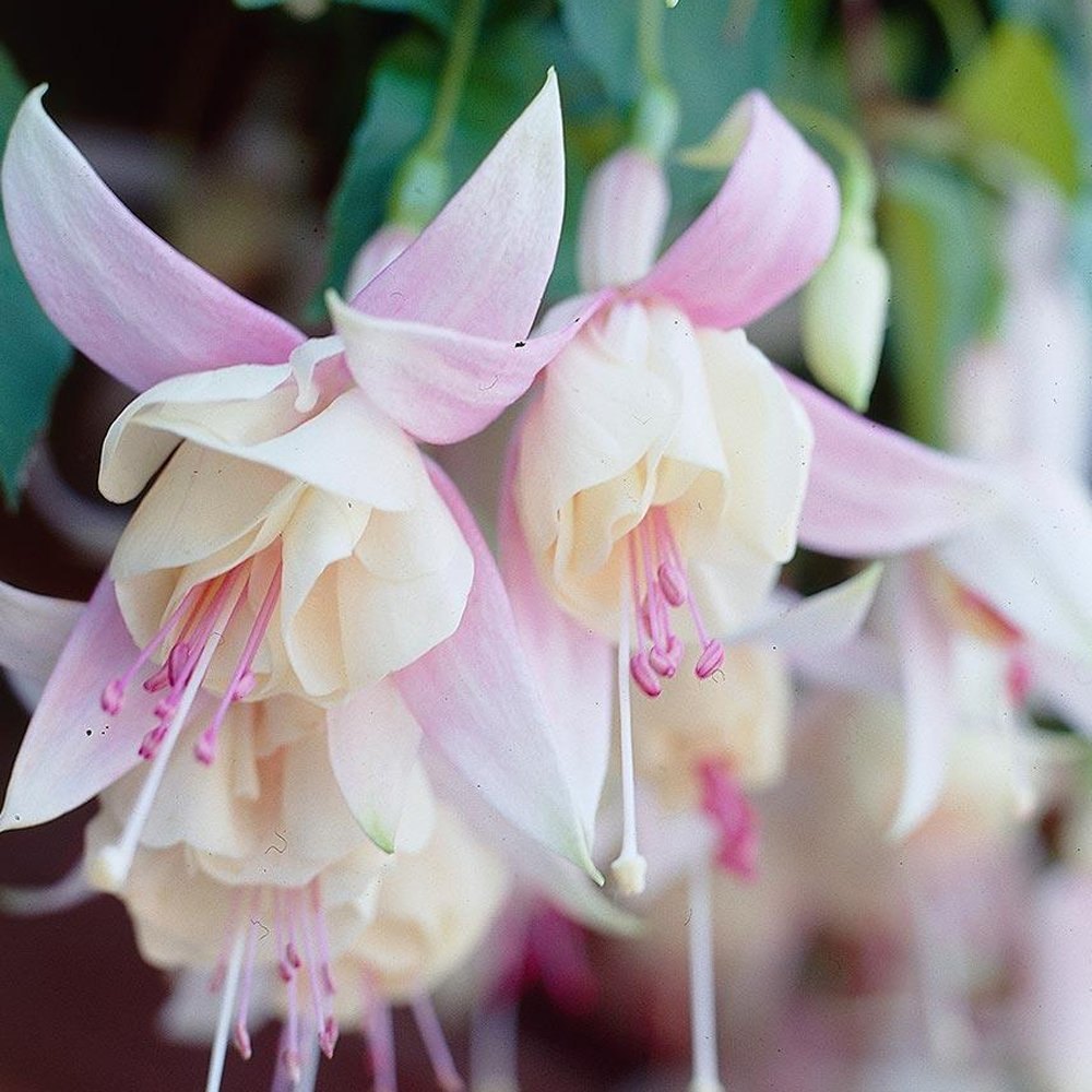 Fuchsias White Pink Flower seeds for Planting Seasonal Bloomer, Heirloom & GMO Free Seeds for Home Garden vegetable and garden seeds