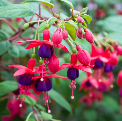 Fuchsia Perennial Flower seeds for Planting Garden Favorite Heirloom & GMO Free Seeds for Home Garden