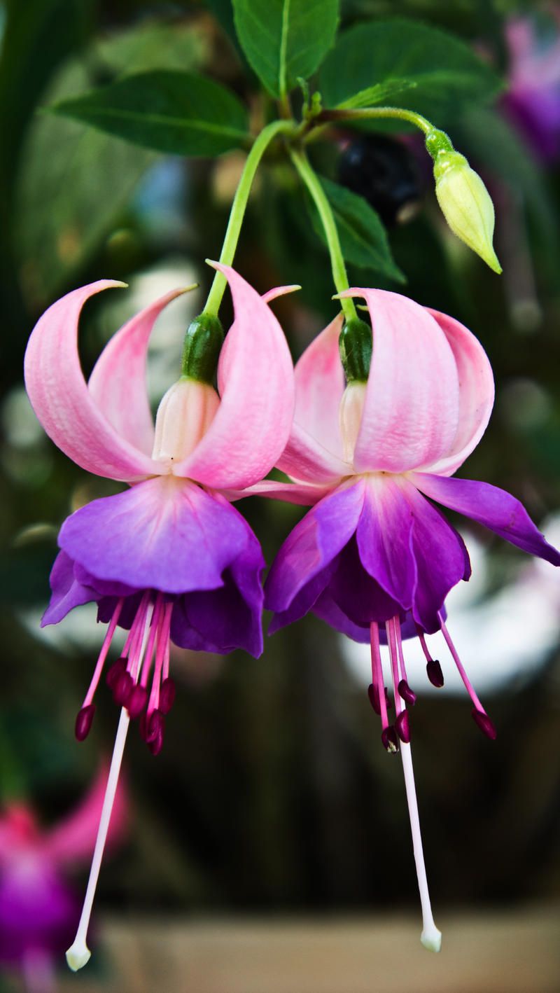 Fuchsia flowers growing in hanging baskets