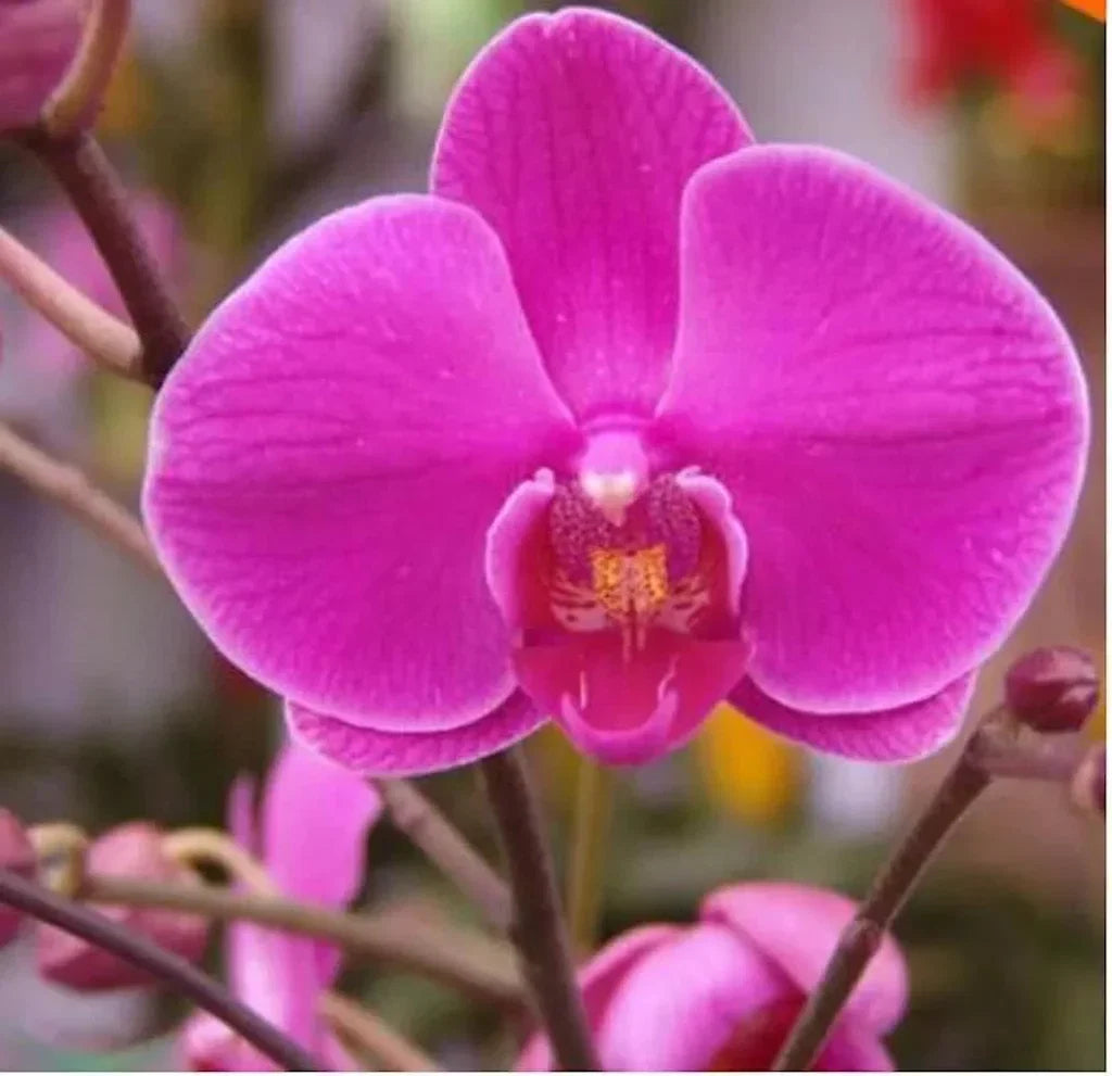 White Violet Phalaenopsis Orchid Flower seeds for Planting - Drought Tolerant, Heirloom & GMO Free Seeds for Home Garden