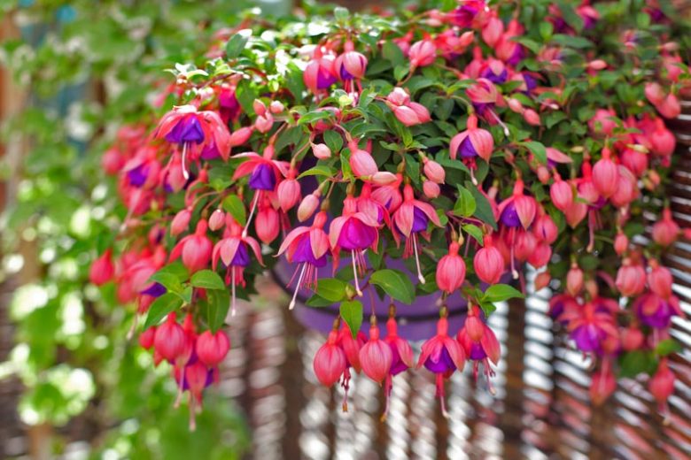 Fuchsias Flower seeds for Planting Perfect for Borders Heirloom & GMO Free Seeds for Home Garden