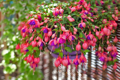 Fuchsias Flower seeds for Planting Perfect for Borders Heirloom & GMO Free Seeds for Home Garden