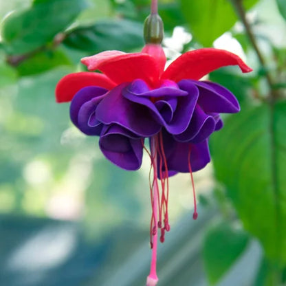 Pink Violet Fuchsia Hybrida Flower seeds for Planting Drought Tolerant Heirloom & GMO Free Seeds for Home Garden