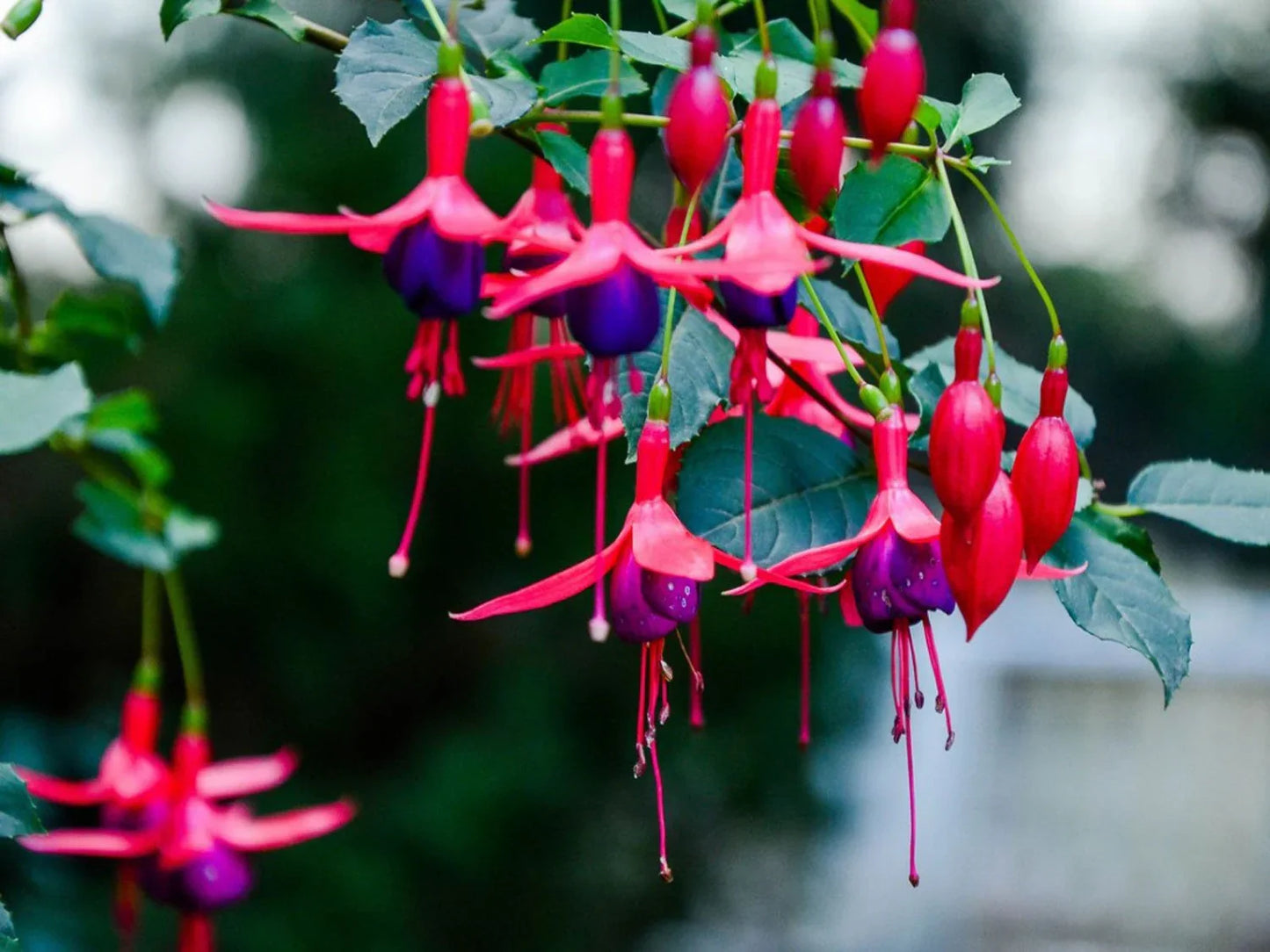 Fuchsia Flower seeds for Planting Cottage Garden Essential Heirloom & GMO Free Seeds for Home Garden