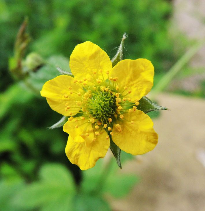 Premium Yellow Moist Wetland Flower seeds for Planting Premium Quality, Heirloom & GMO Free Seeds for Home Garden seeds
