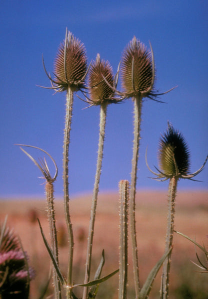 Fuller's Teasel plant with white conical flowers