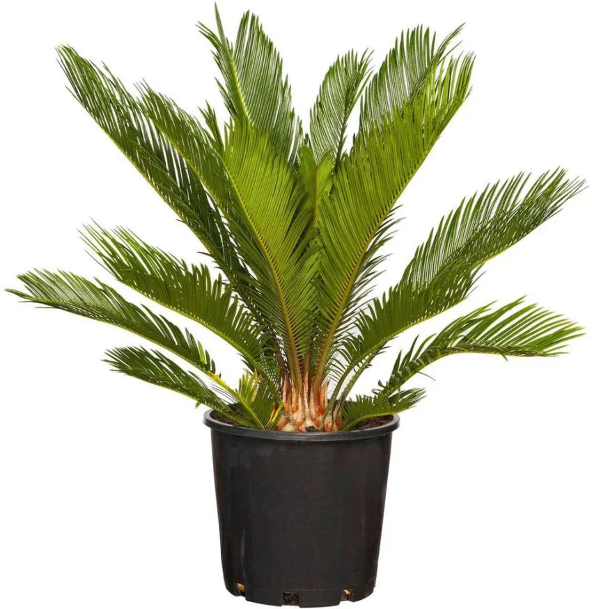 Green Cycads Flower seeds for Planting - Colorful Display, Heirloom & GMO Free Seeds for Home Garden
 
 Sale seeds for home garden