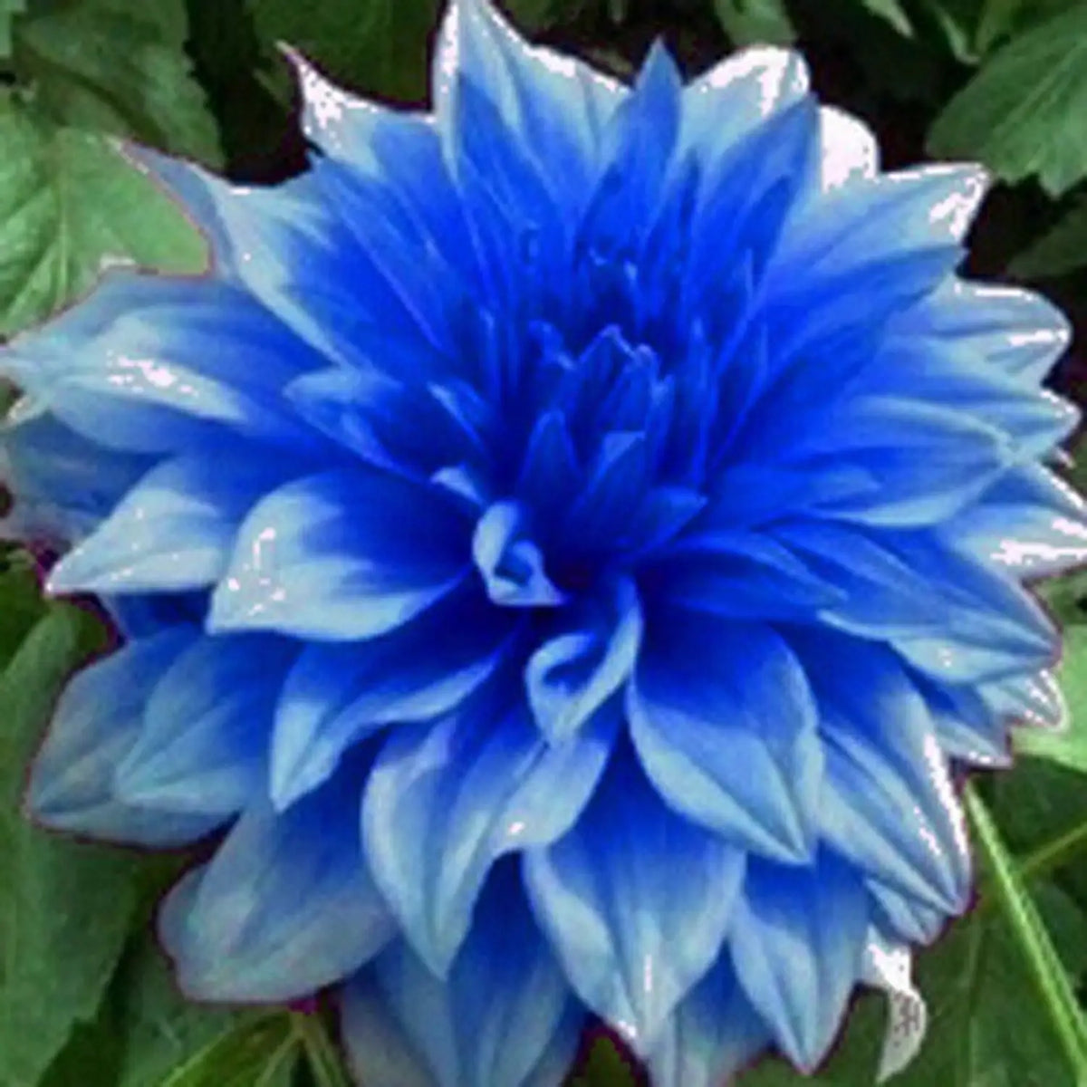 Dahlia Sky Blue Flower seeds for Planting - Fragrant Blossoms, Heirloom & GMO Free Seeds for Home Garden