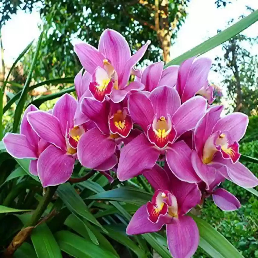 Pink Cymbidium Orchid Flower seeds for Planting Drought Tolerant, Heirloom & GMO Free Seeds for Home Garden seeds for planting