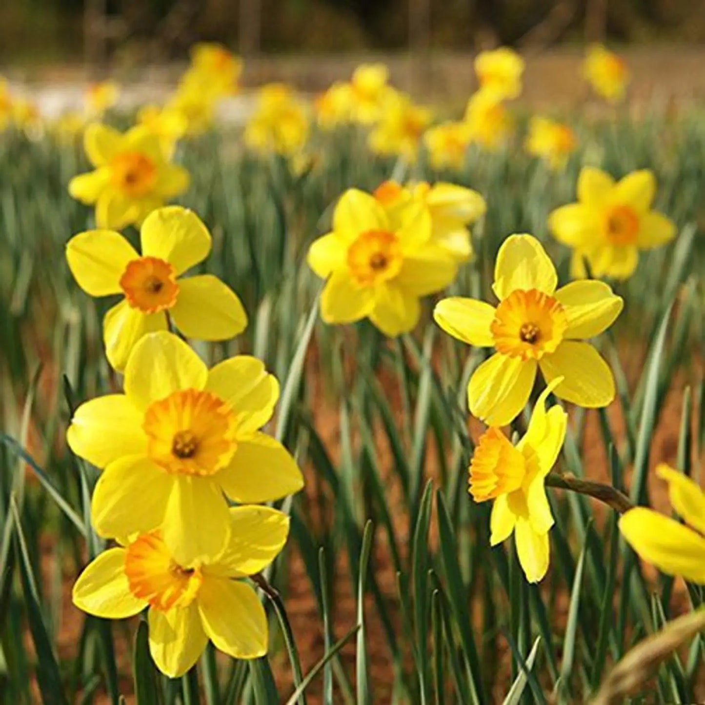 Heirloom Daffodil Narcissus Flower seeds for Planting Perfect for Borders Heirloom & GMO Free Seeds for Home Garden