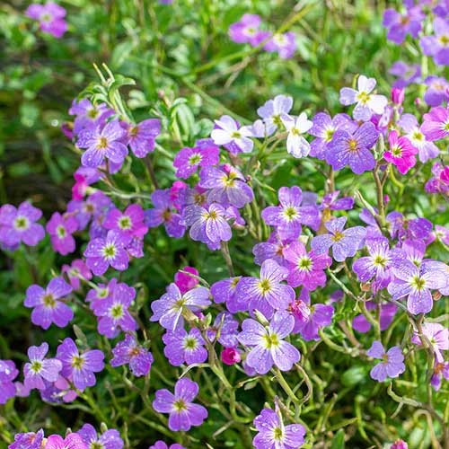 Premium Mixed Cheiranthus Flower seeds for Planting Garden Favorite, Heirloom & GMO Free Seeds for Home Garden seeds