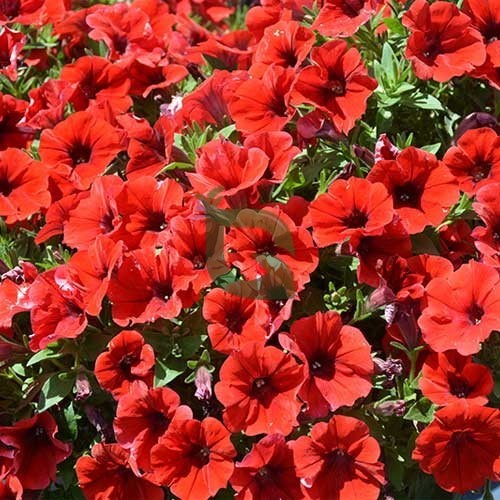 Scarlet Red Petunia Flower seeds for Planting - Vibrant Colors, Heirloom & GMO Free Seeds for Home Garden