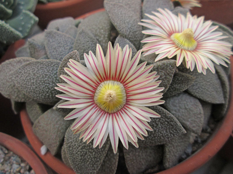 High quality Titanopsis Fulleri Flower seeds for Planting Low Maintenance, Heirloom & GMO Free Seeds for Home Garden seeds pack