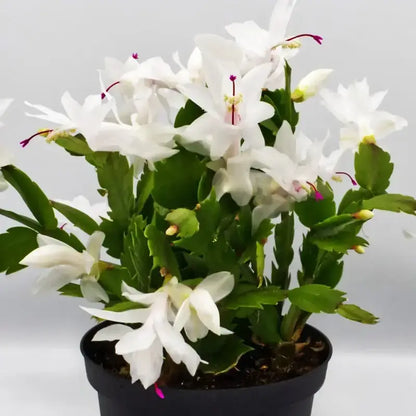 Zygocactus Truncatus Flower seeds for Planting Sun Loving Heirloom & GMO Free Seeds for Home Garden